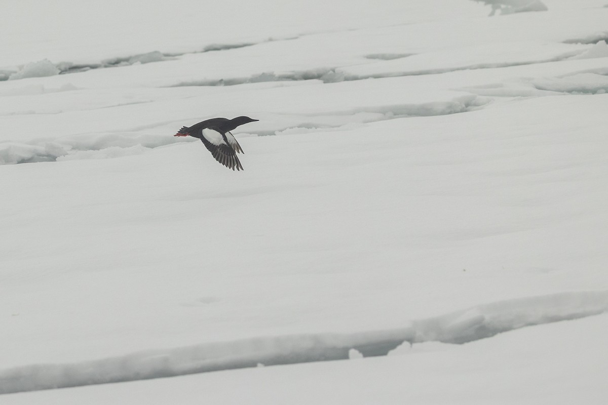 Black Guillemot (mandtii) - ML643970286