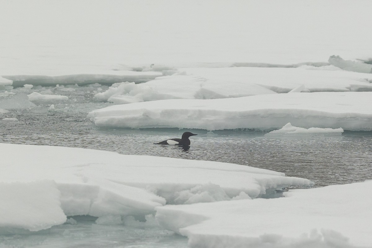 Black Guillemot (mandtii) - ML643970288