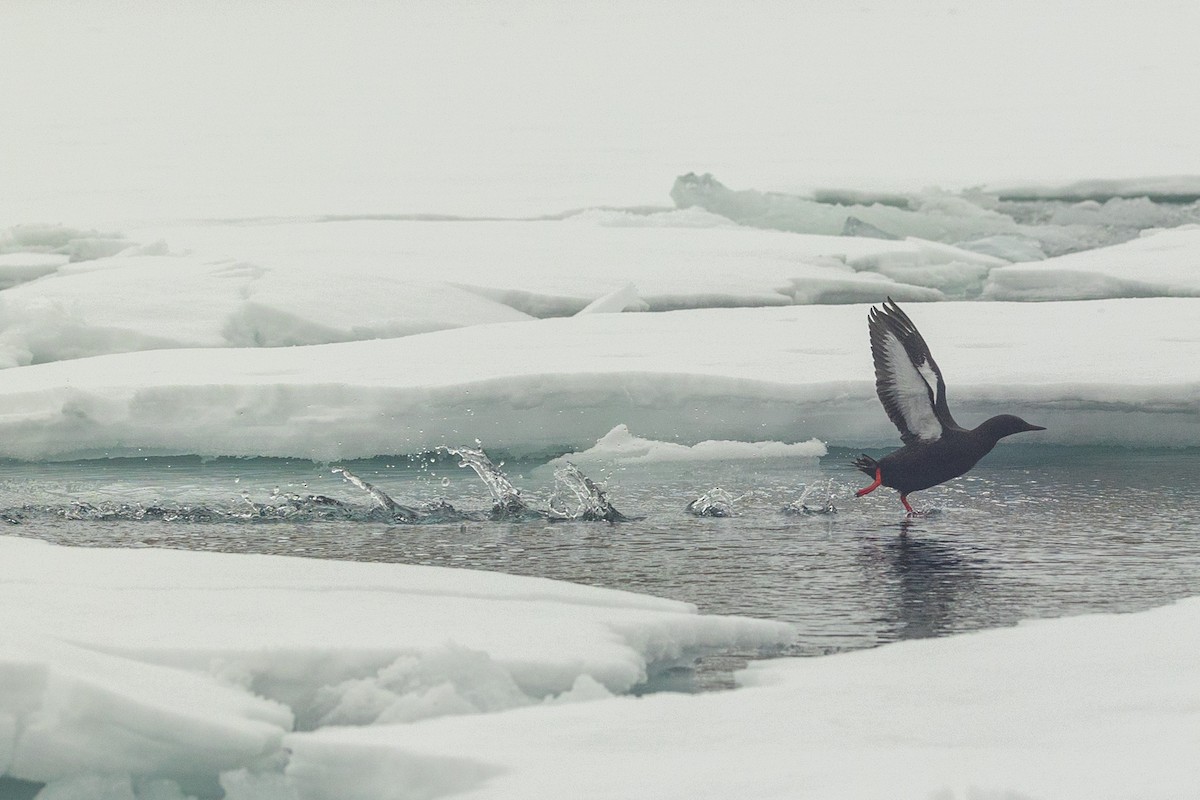 Black Guillemot (mandtii) - ML643970289
