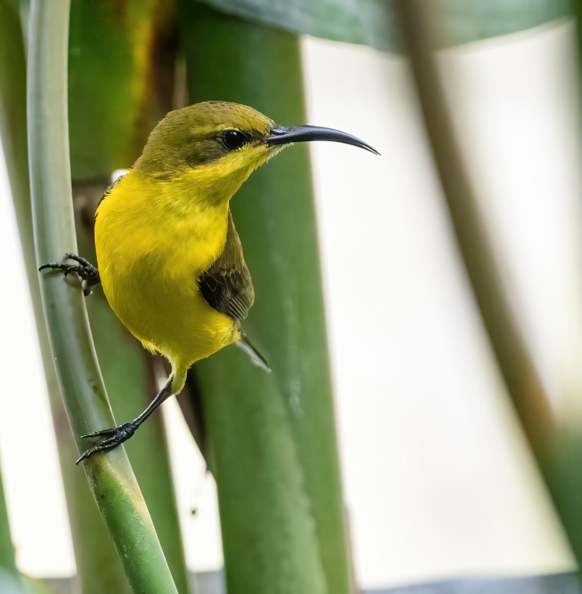 Sahul Sunbird - ML643970291