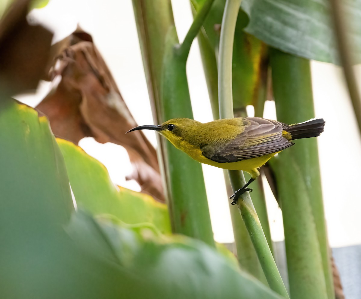 Sahul Sunbird - ML643970293