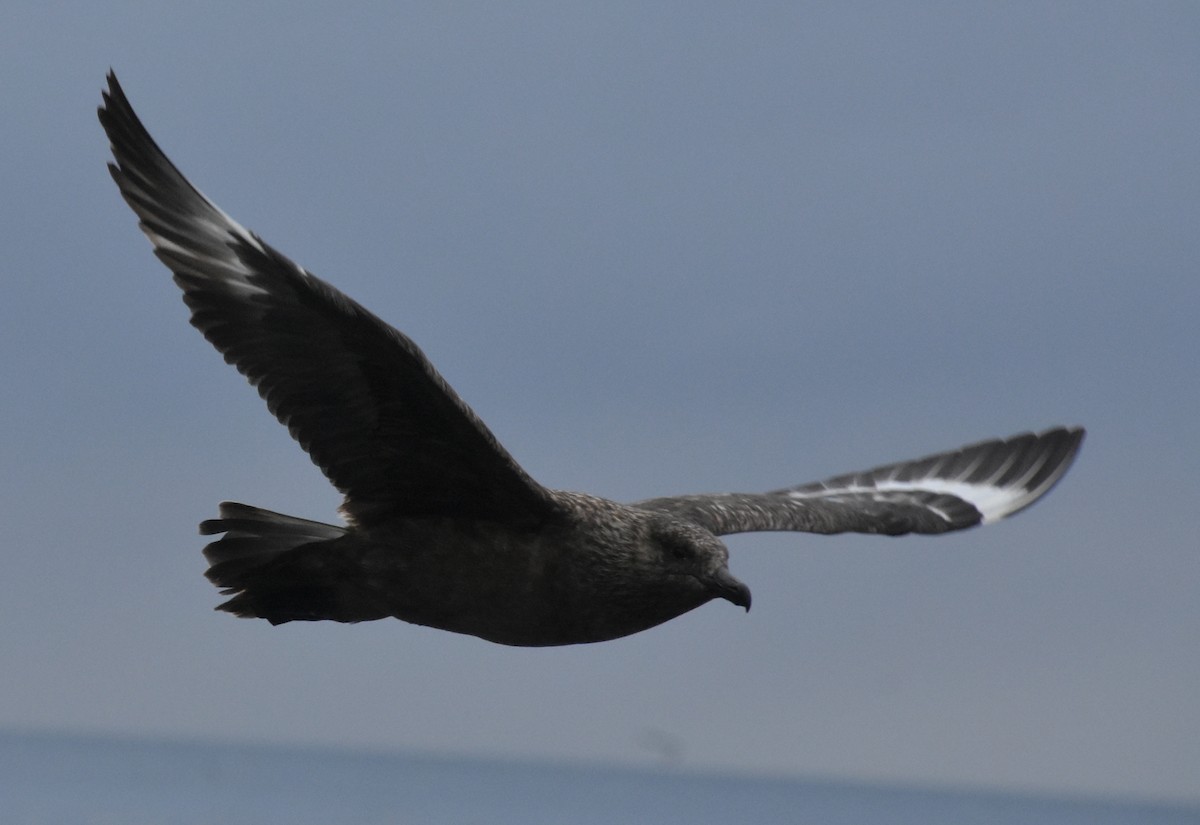 Great Skua - ML643970295