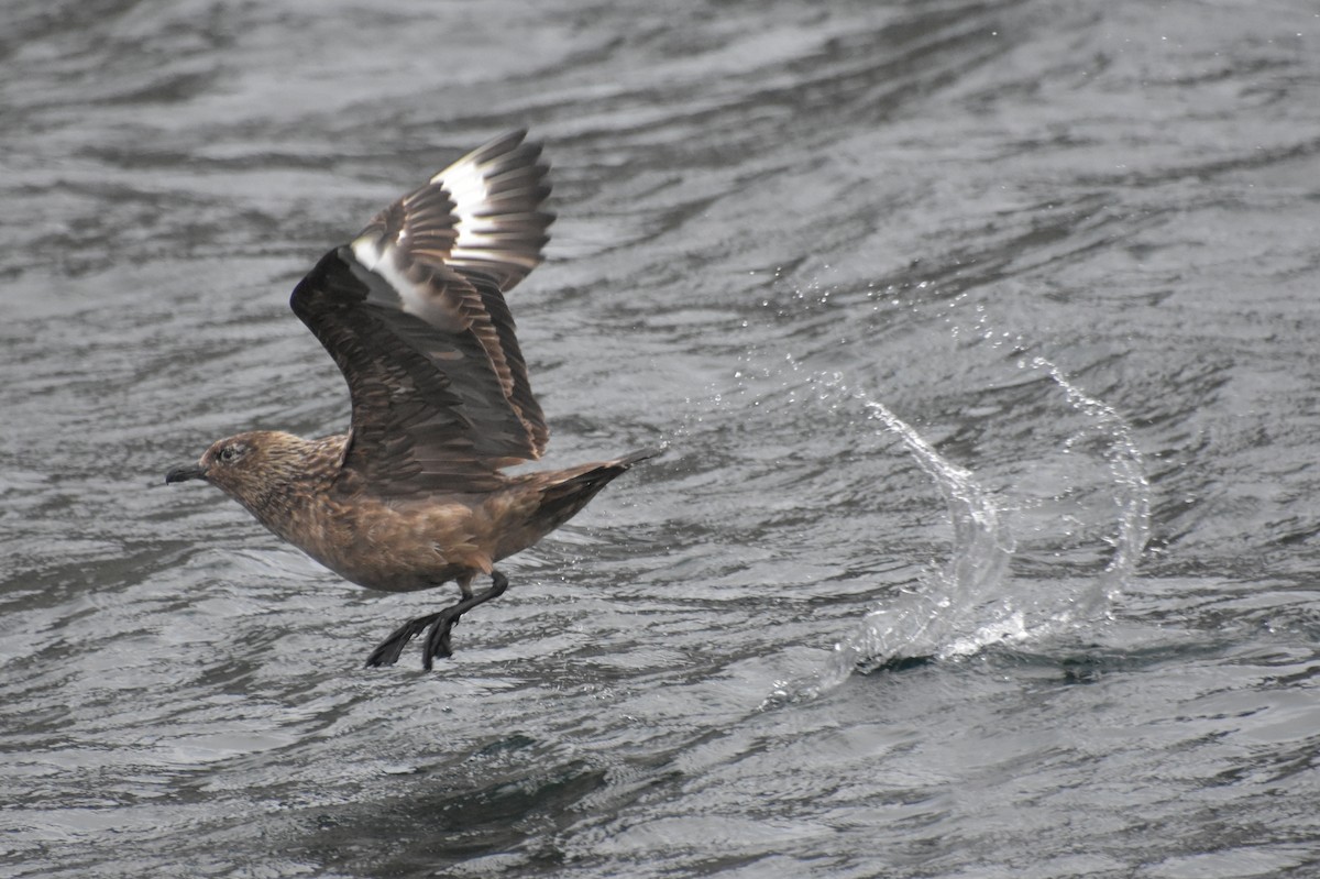 Great Skua - ML643970296