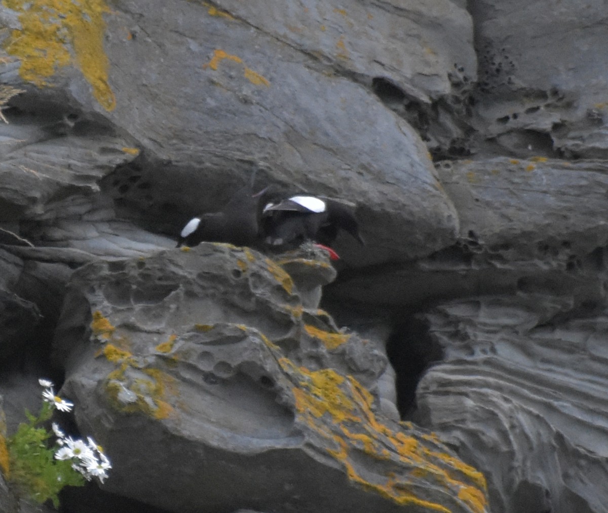 Black Guillemot - ML643970305