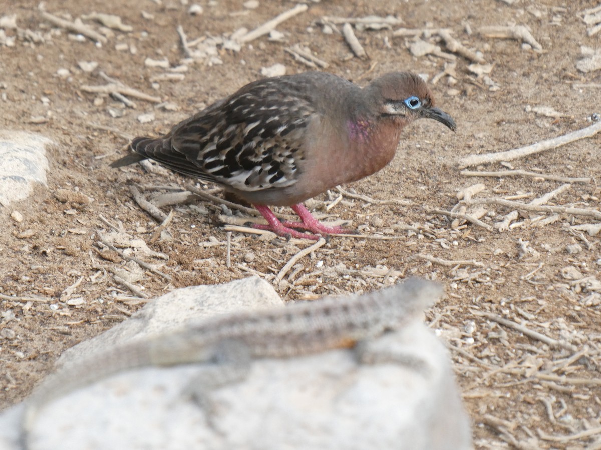 Galapagos Dove - ML643970309