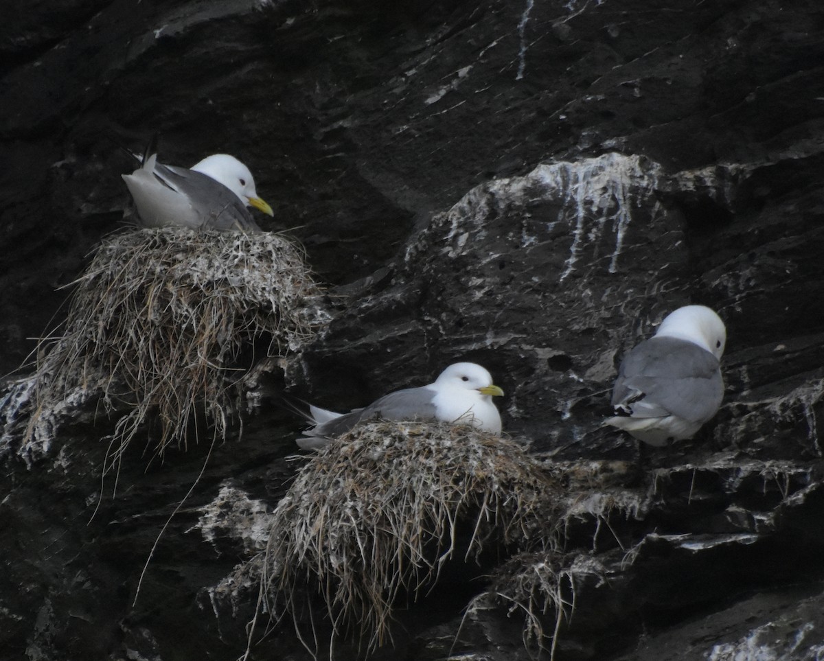 Black-legged Kittiwake - ML643970320