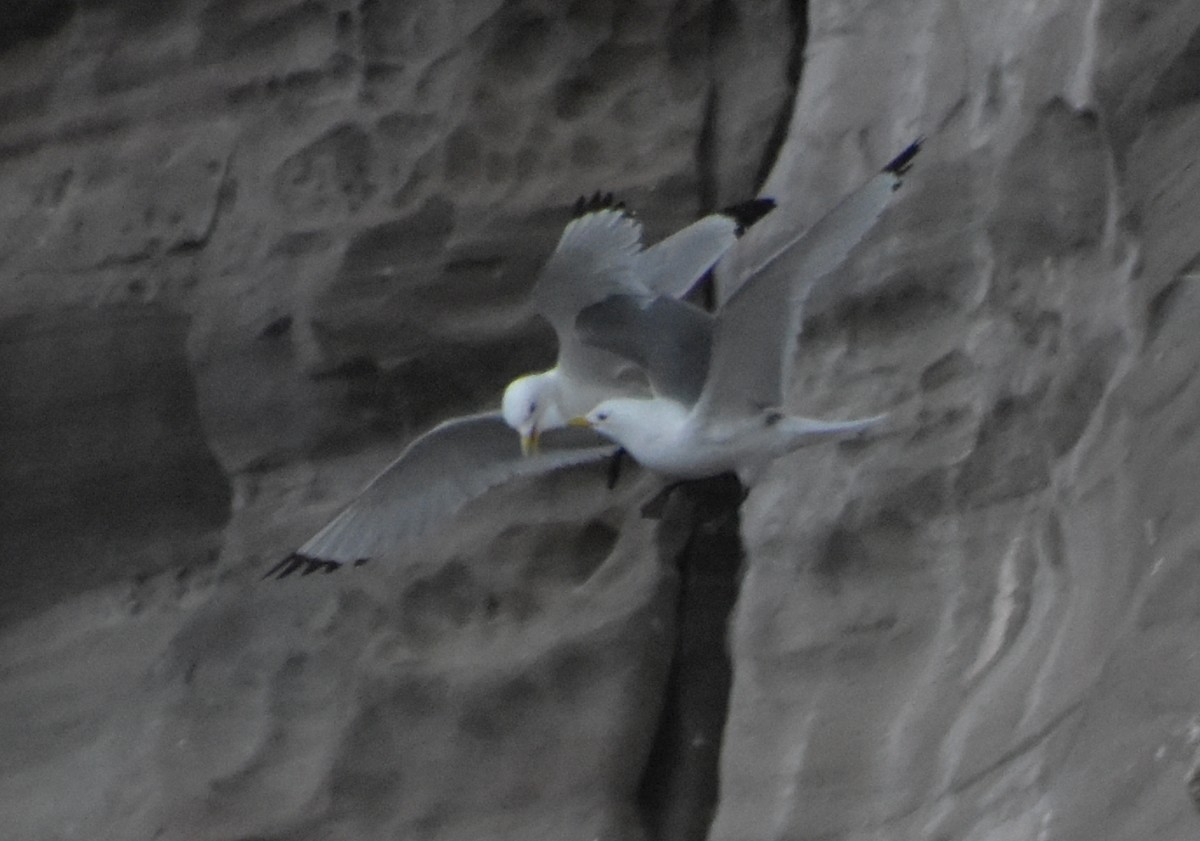 Black-legged Kittiwake - ML643970321