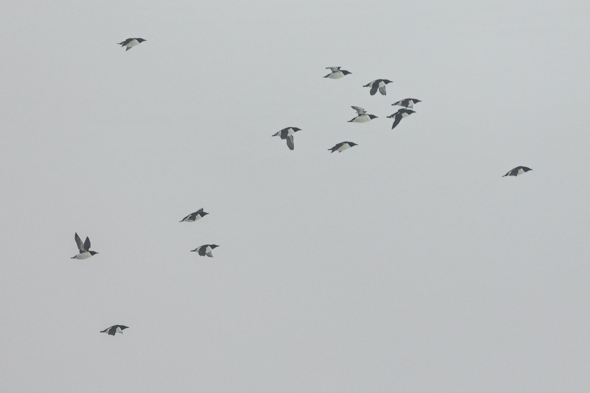 Толстоклювая кайра - ML643970332