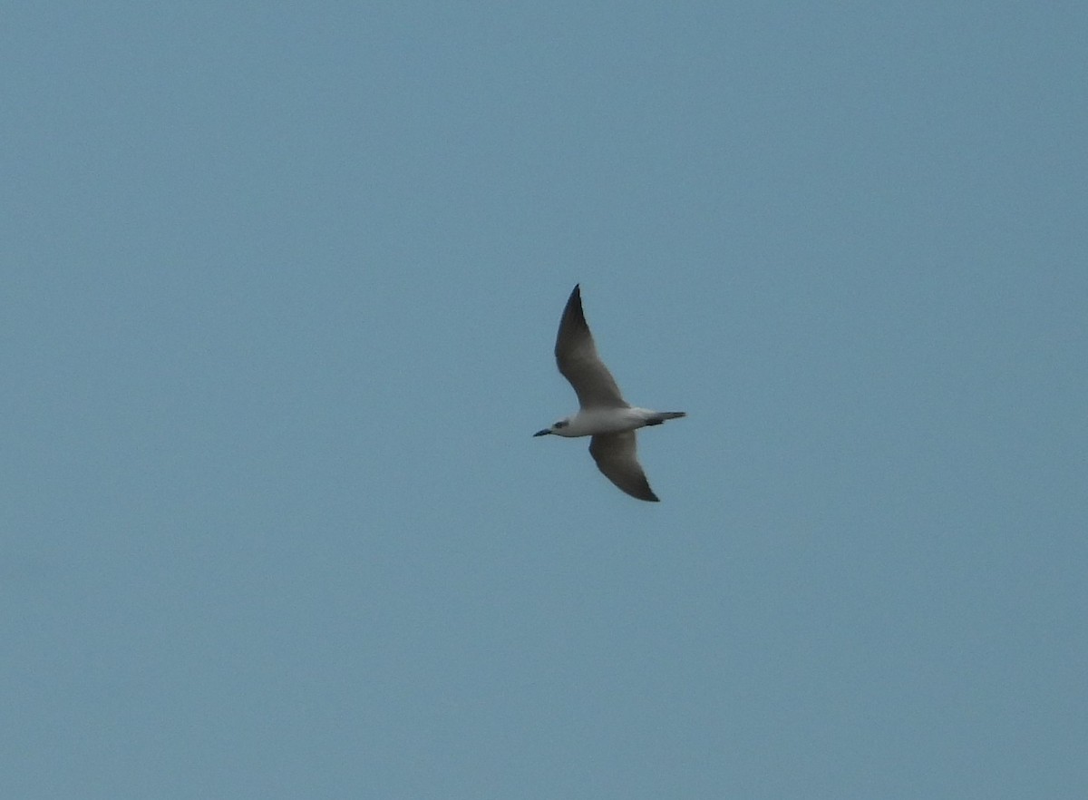 Gull-billed Tern - ML643970333