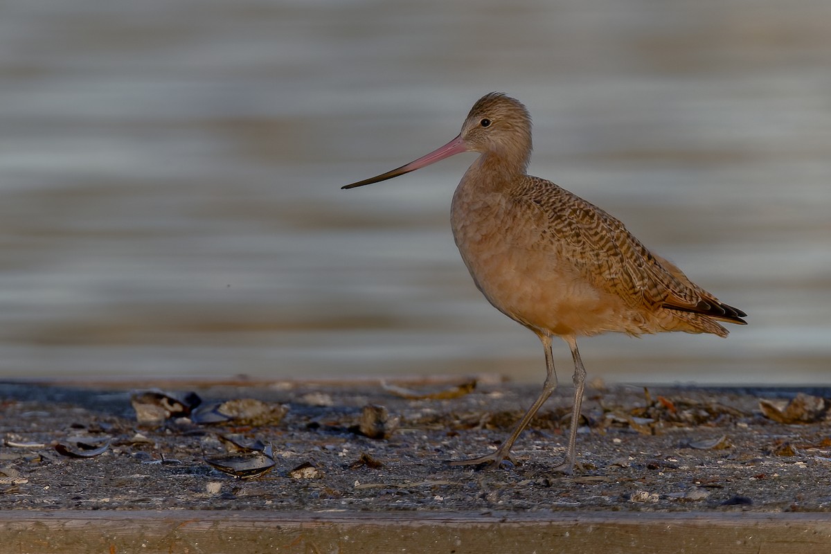 Marbled Godwit - ML643970340