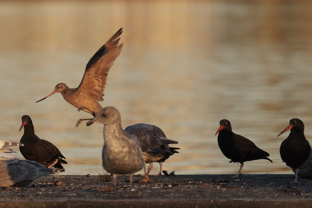 Marbled Godwit - ML643970342