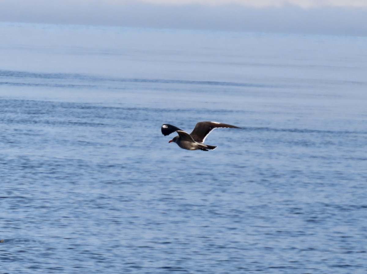 Heermann's Gull - ML643970344