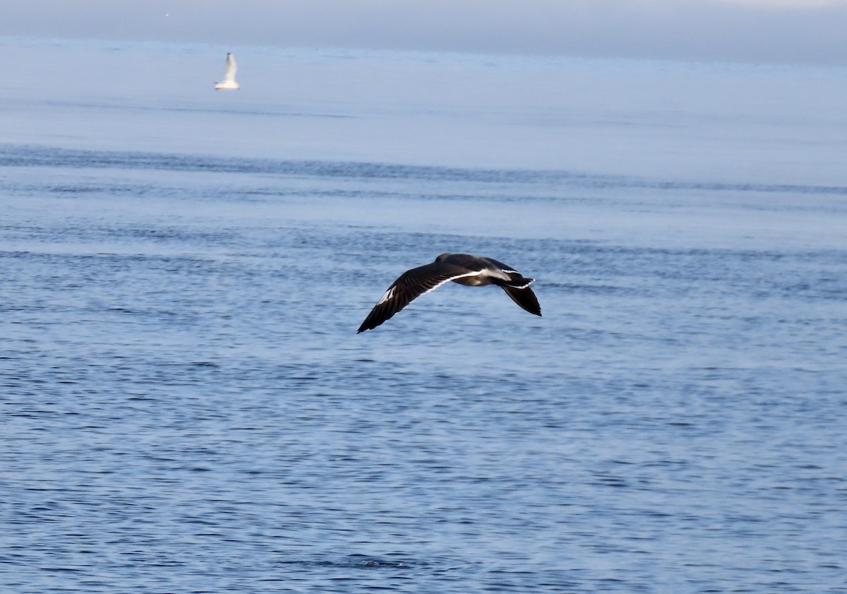 Heermann's Gull - ML643970346