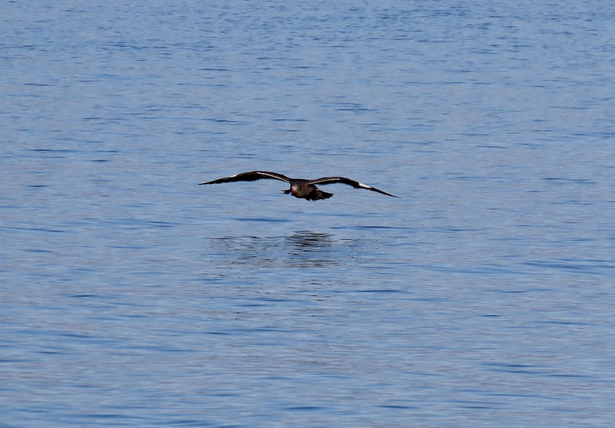 Heermann's Gull - ML643970347