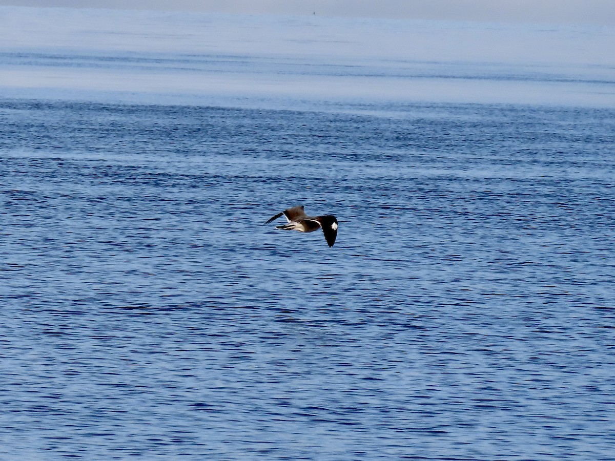 Heermann's Gull - ML643970348