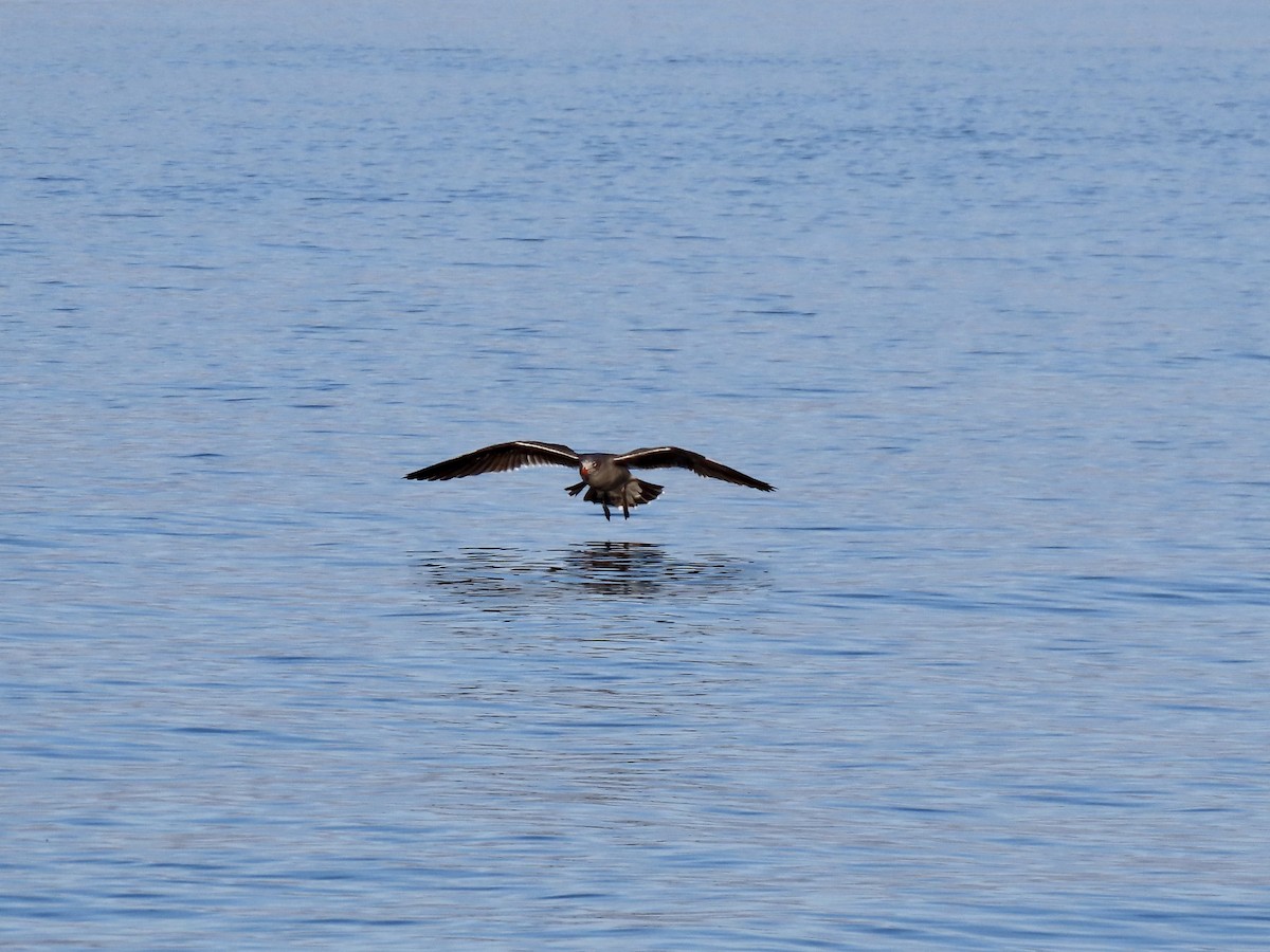 Heermann's Gull - ML643970349