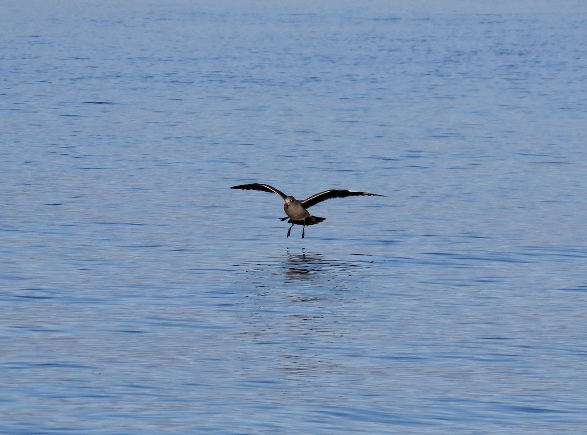 Heermann's Gull - ML643970350