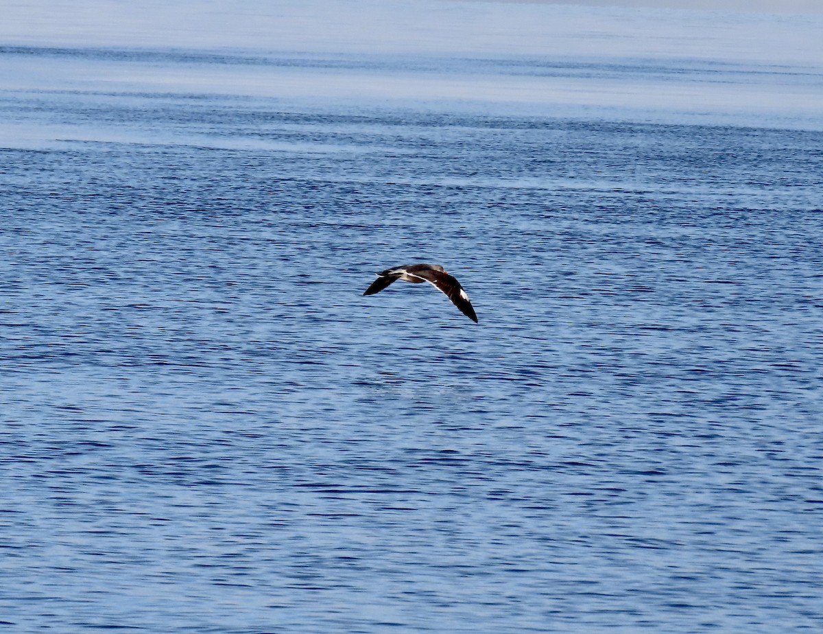 Heermann's Gull - ML643970351