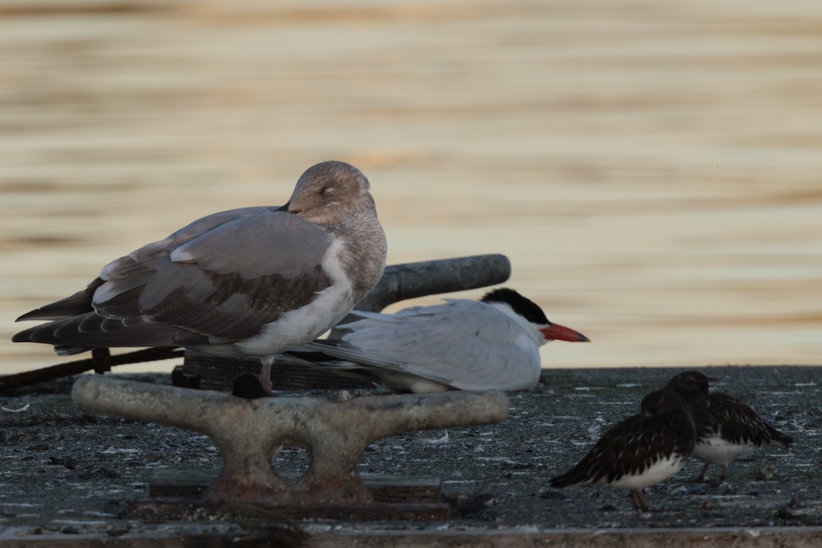 Caspian Tern - ML643970352