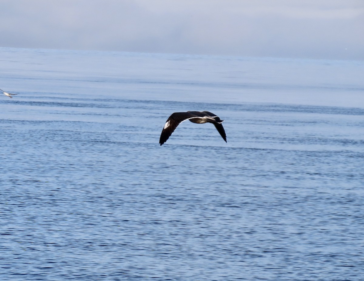 Heermann's Gull - ML643970353