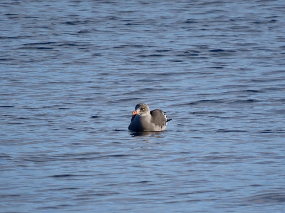 Heermann's Gull - ML643970354