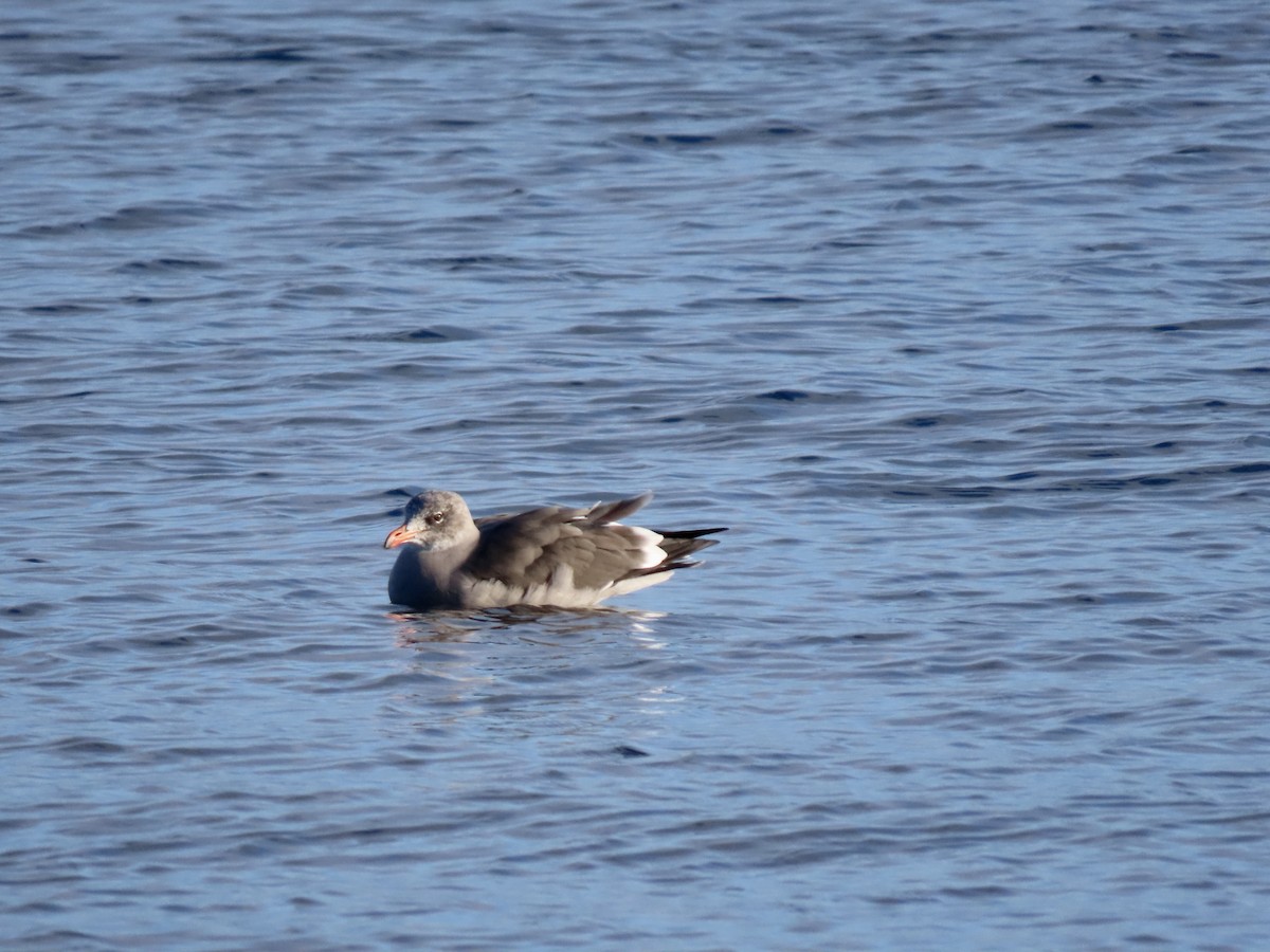 Heermann's Gull - ML643970355