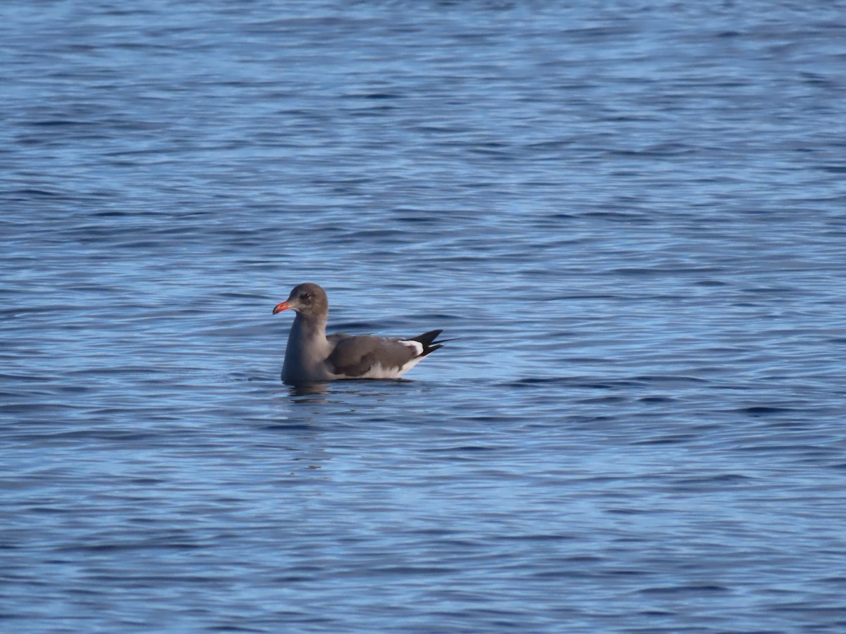 Heermann's Gull - ML643970356