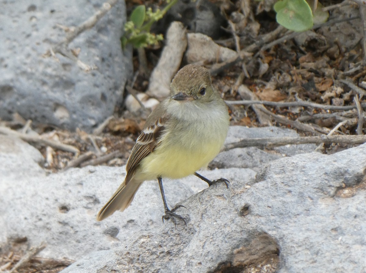 Galapagos Flycatcher - ML643970359