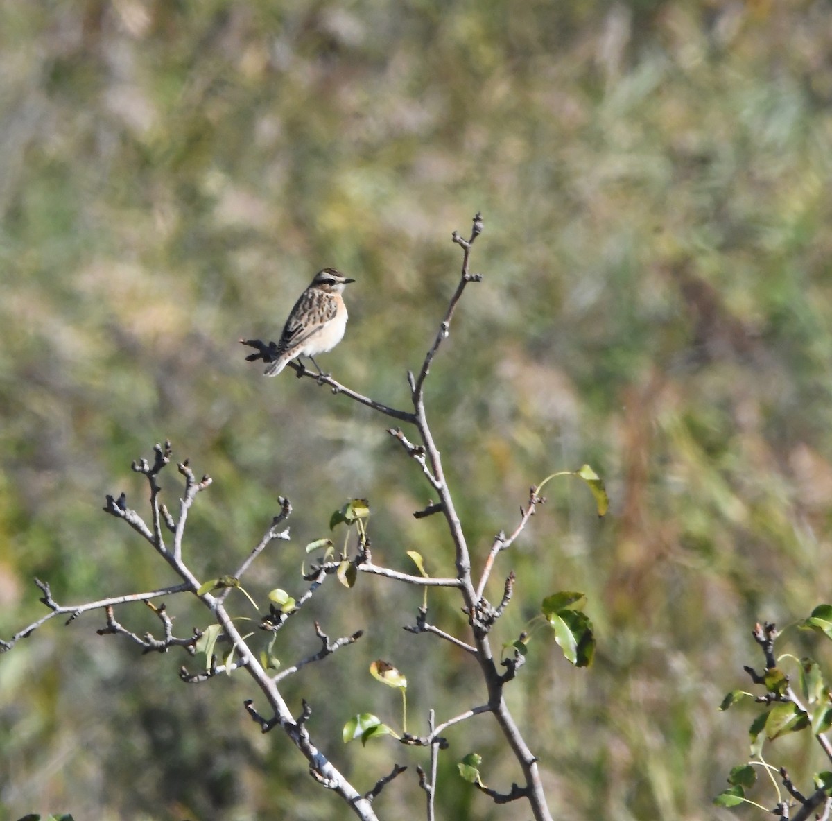 Whinchat - ML643970373