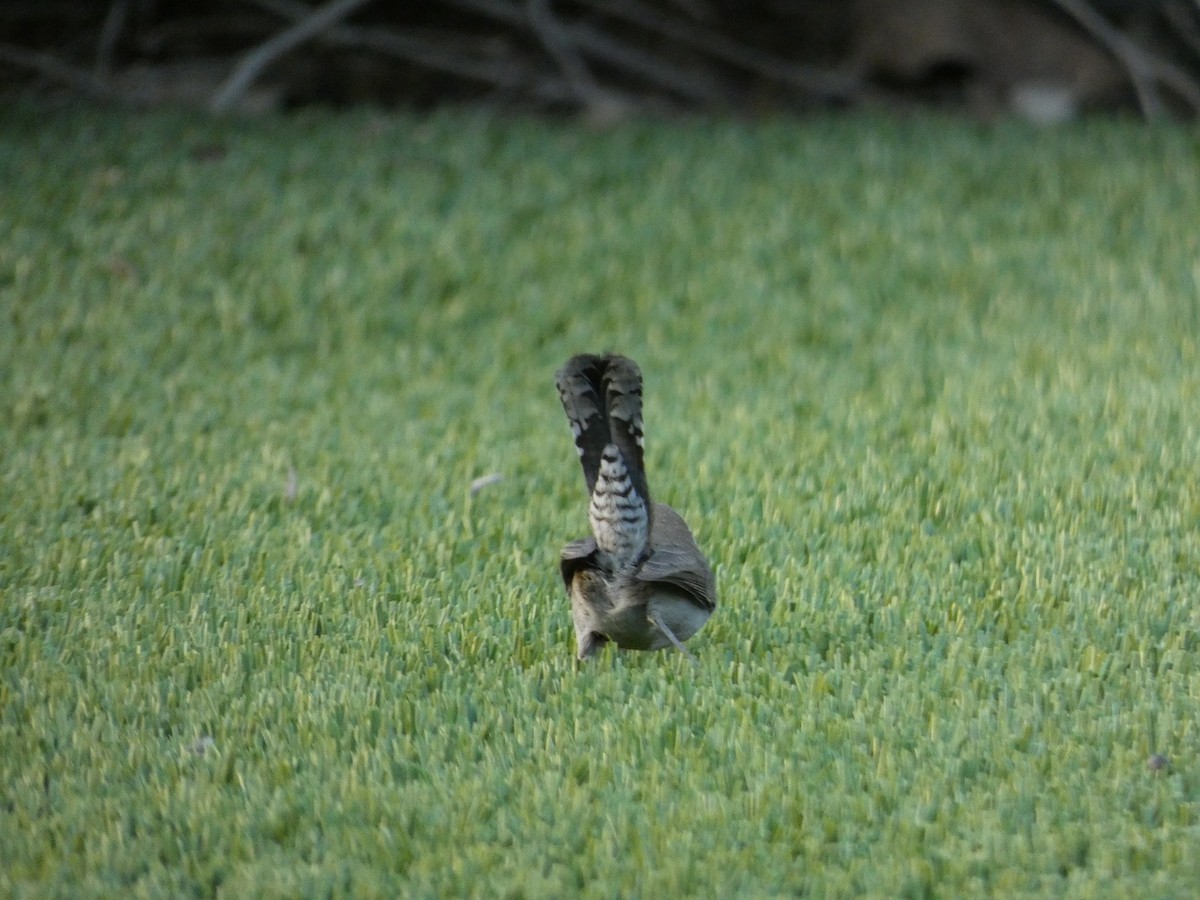 Bewick's Wren - ML643970386