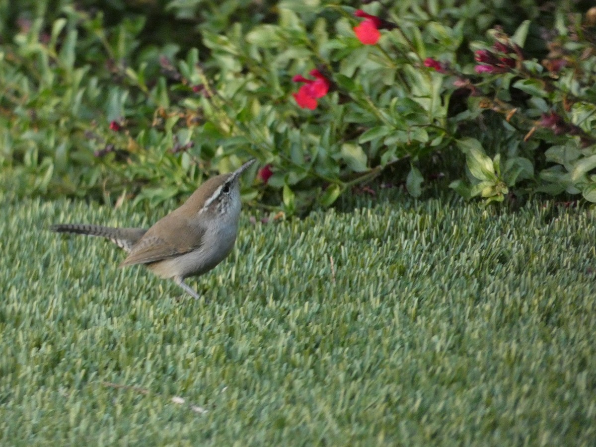 Bewick's Wren - ML643970387