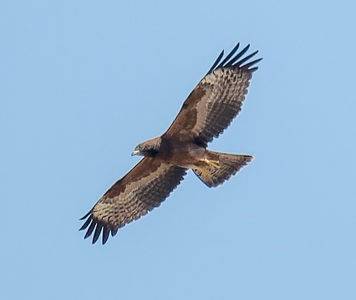 Oriental Honey-buzzard - ML643970412