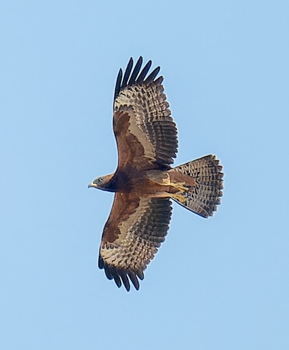 Oriental Honey-buzzard - ML643970413