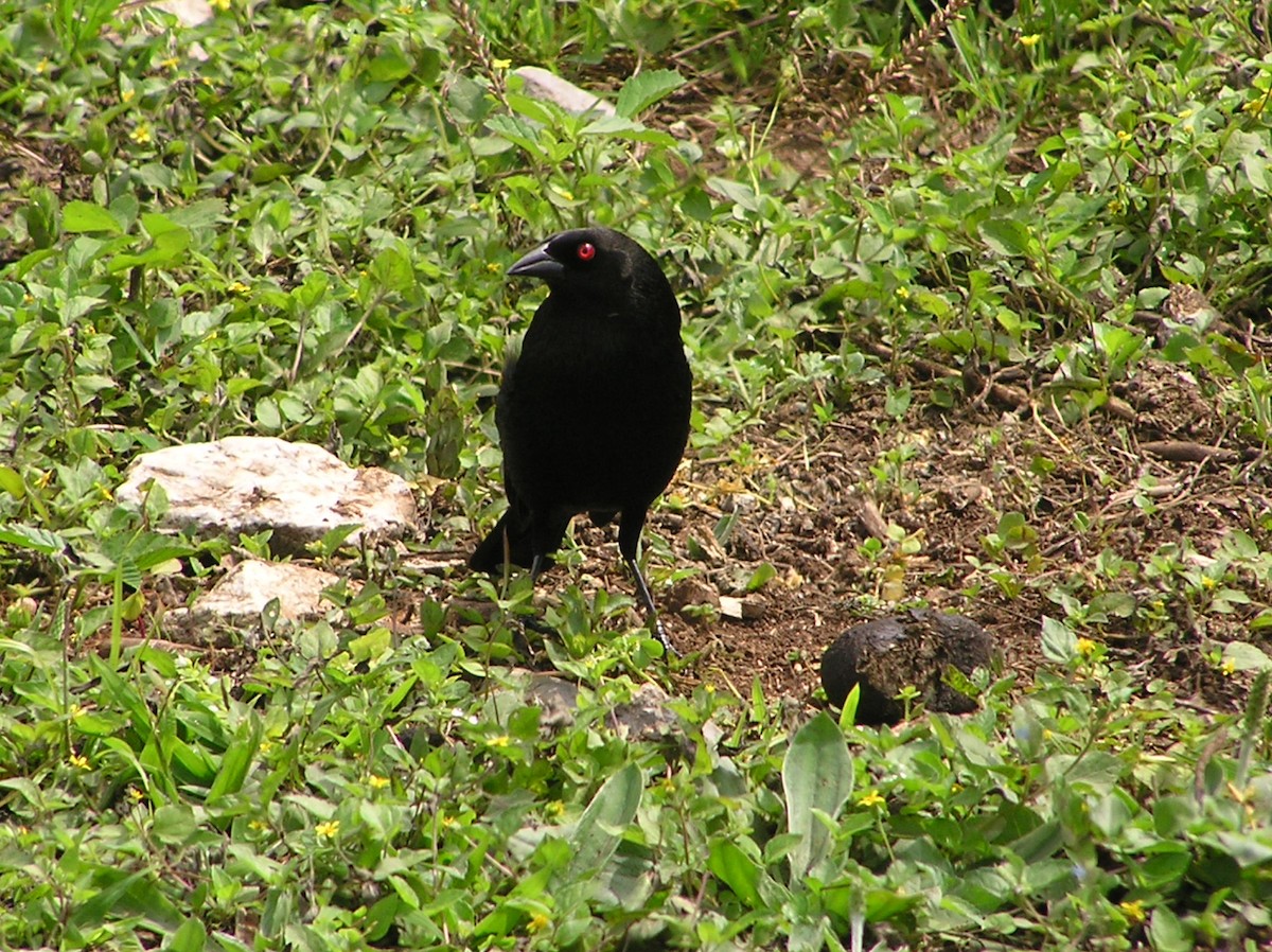 Bronzed Cowbird - ML643970464