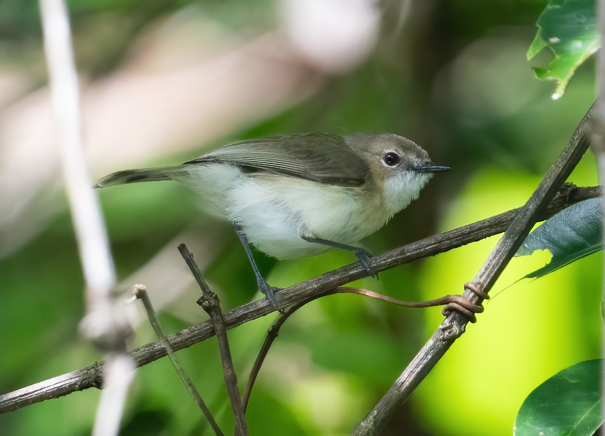 Large-billed Gerygone - ML643970501