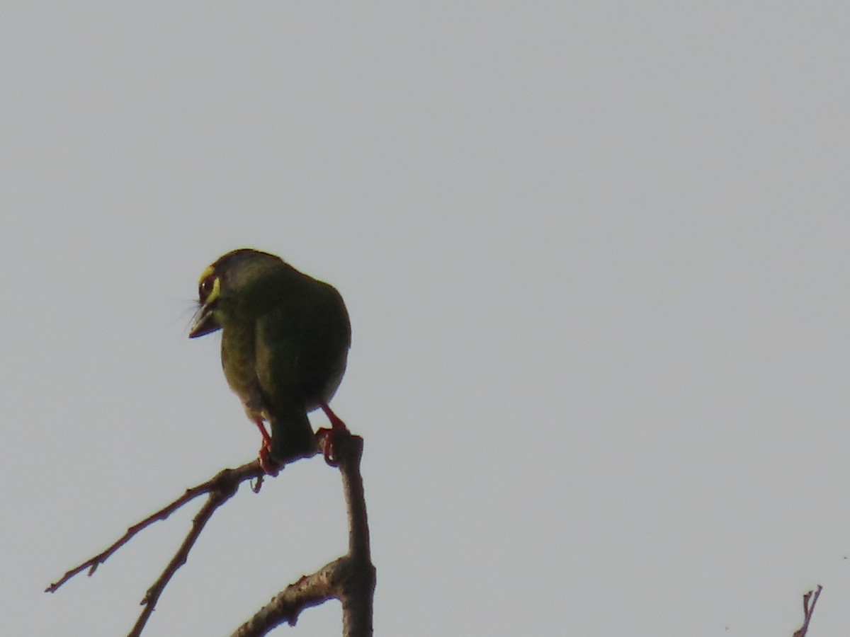 Coppersmith Barbet - ML643970512