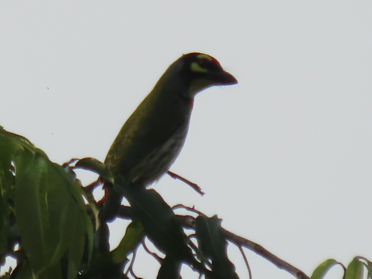 Coppersmith Barbet - ML643970515
