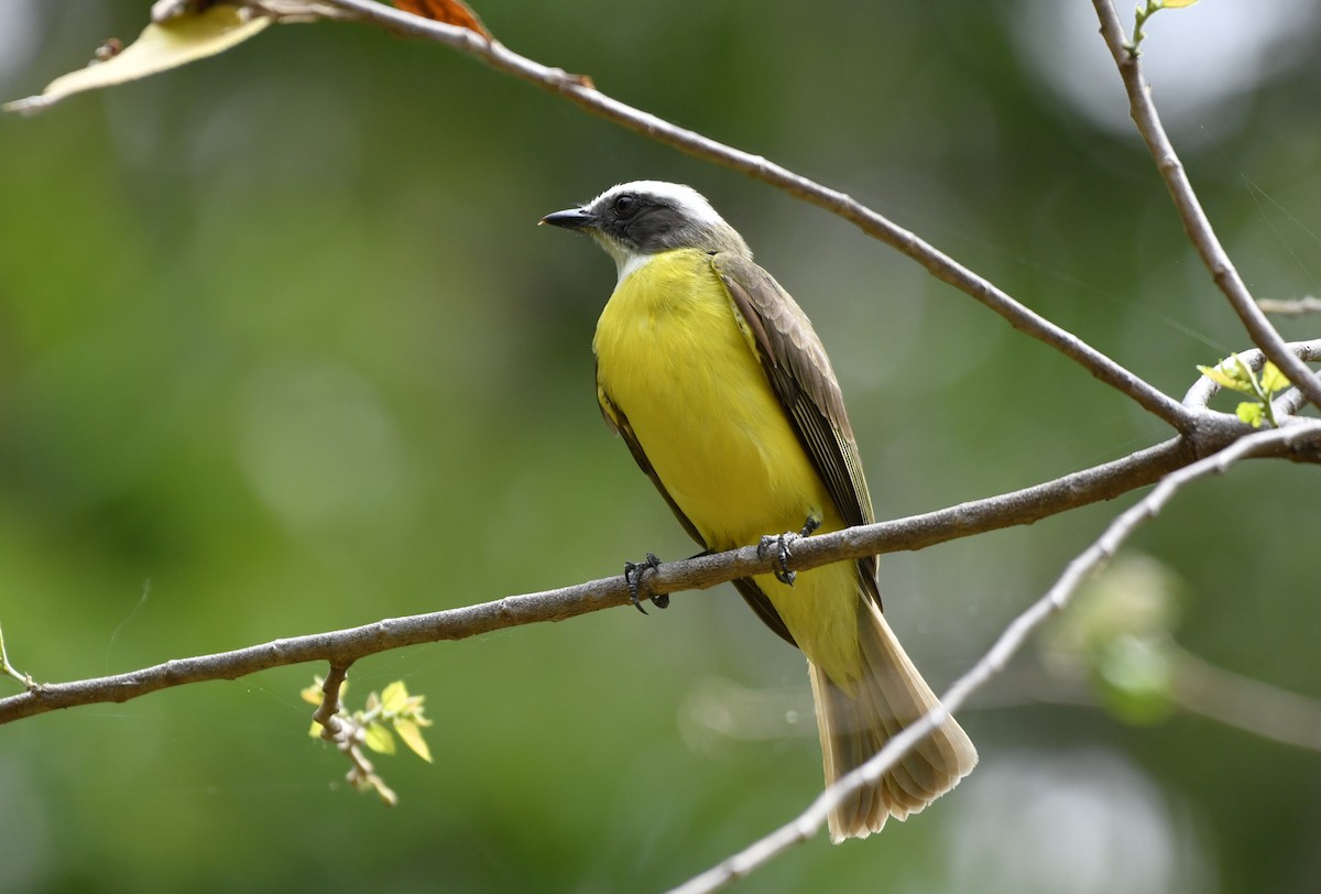 Sosyal Tiran - ML643970543