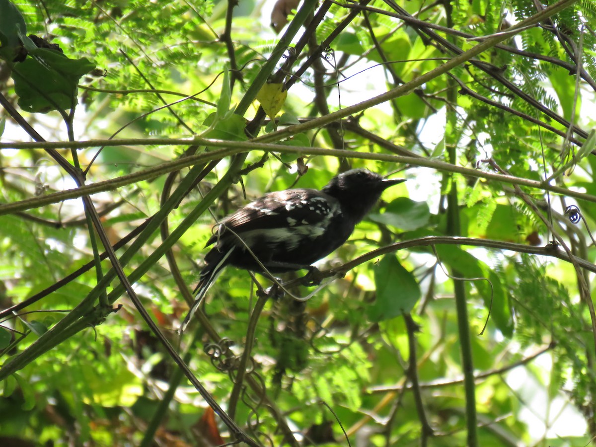 Northern White-fringed Antwren - ML643970576