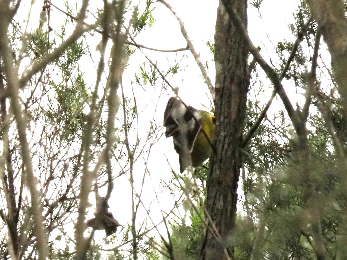 Eastern Shrike-tit - ML643970603