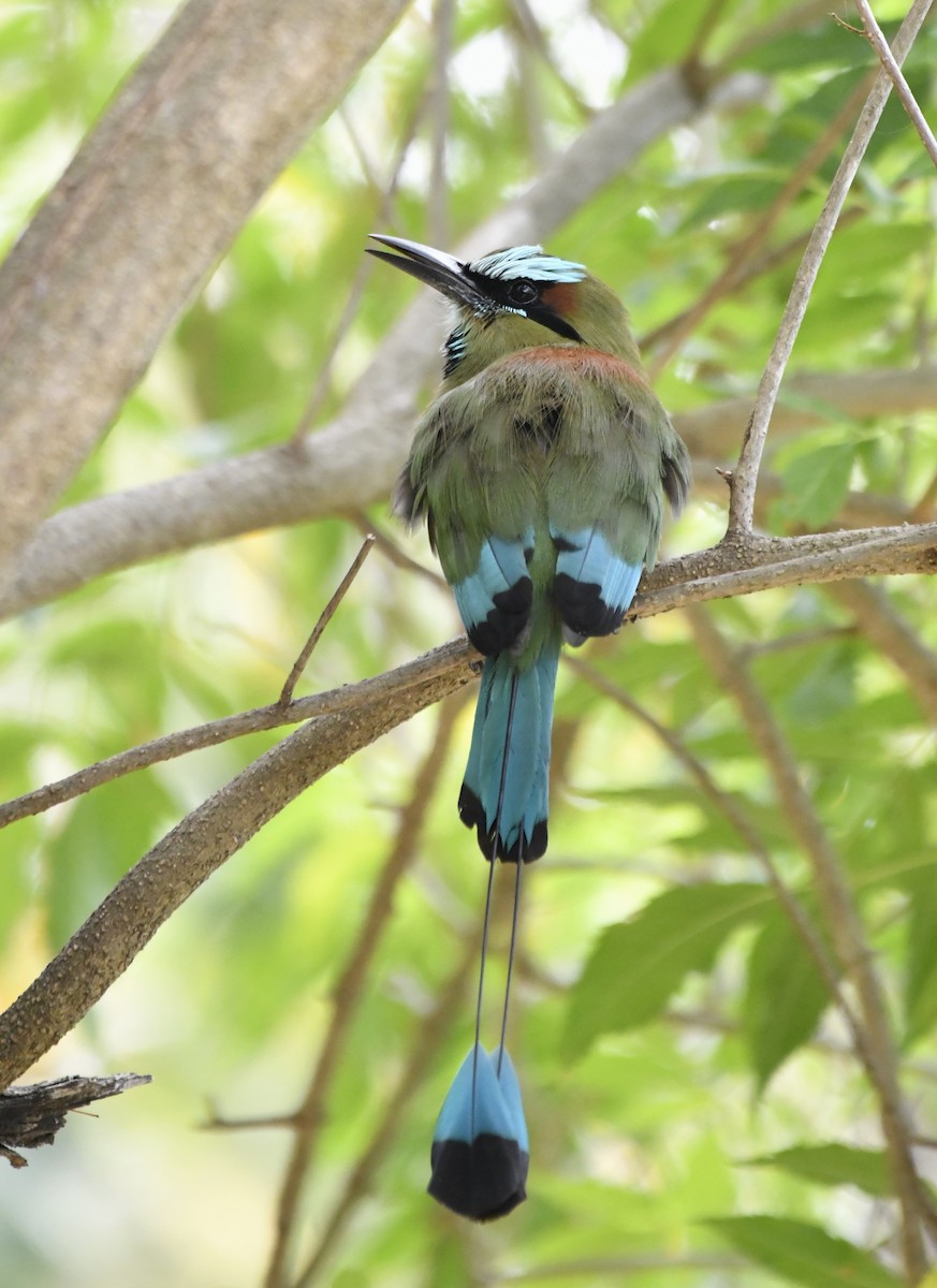 Turquoise-browed Motmot - ML643970604