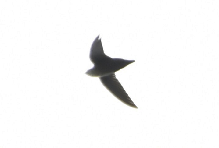 Vaux's Swift (Richmond's) - ML643970607