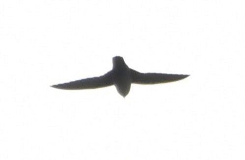 Vaux's Swift (Richmond's) - ML643970609