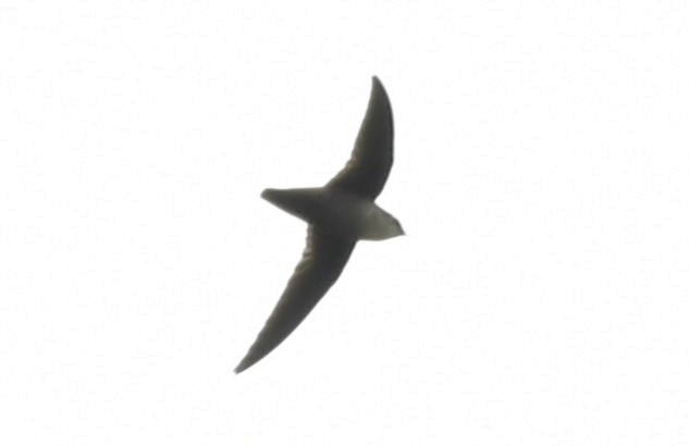 Vaux's Swift (Richmond's) - ML643970610
