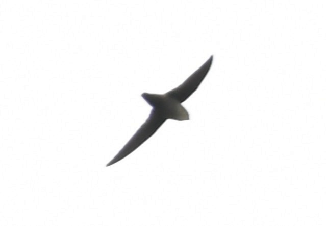 Vaux's Swift (Richmond's) - ML643970611