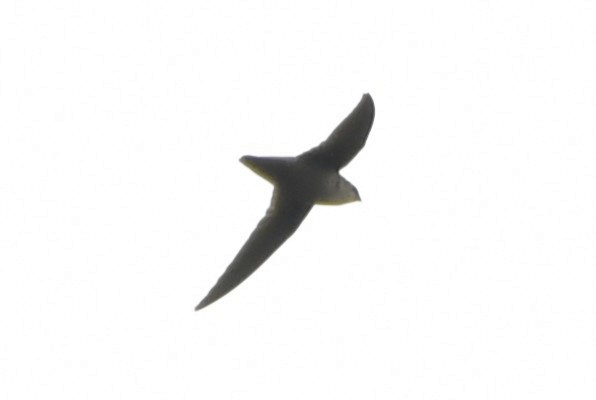 Vaux's Swift (Richmond's) - ML643970612