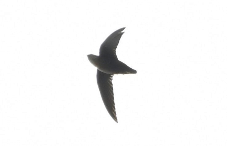 Vaux's Swift (Richmond's) - ML643970613