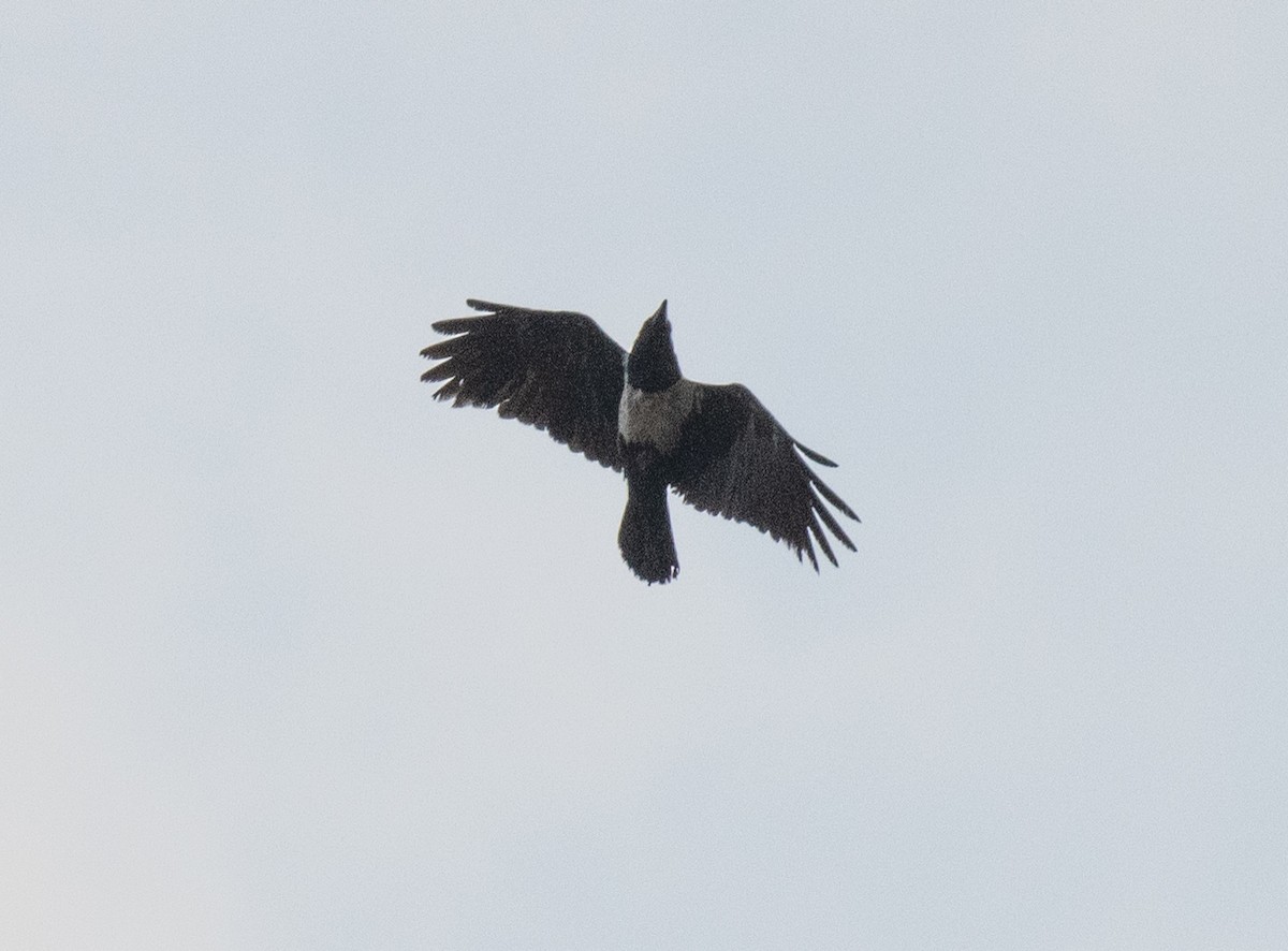 Corbeau pie - ML643970621