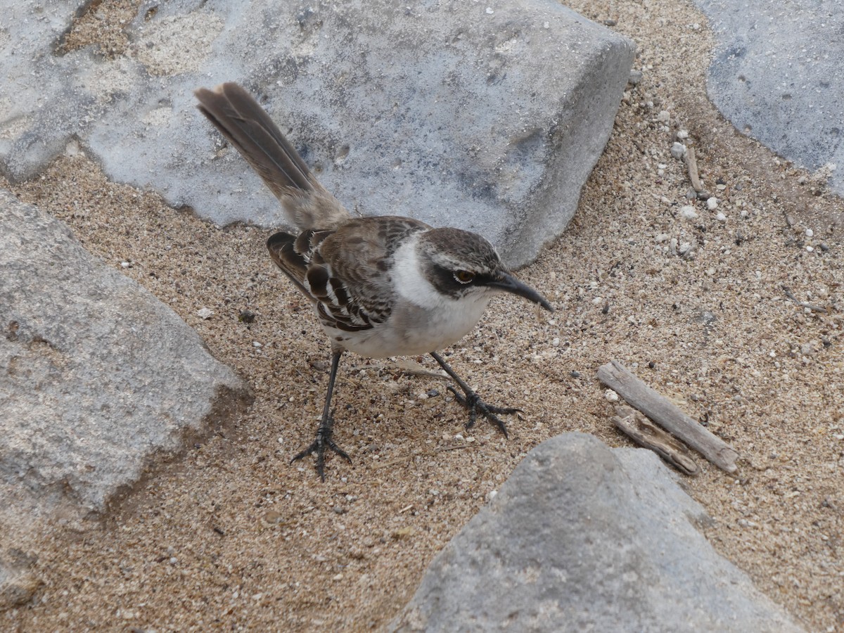Galapagos Mockingbird - ML643970640