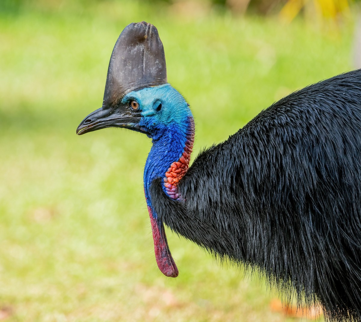 Southern Cassowary - ML643970667